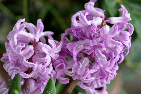 風(fēng)信子花謝了怎么處理，在沙土中保存種球