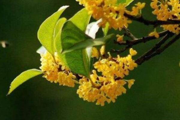 四季桂花的養(yǎng)殖方法，讓植株開花不斷的要點(diǎn)