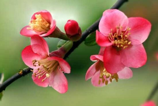 海棠花什么時候開花，盆栽海棠花花期多久
