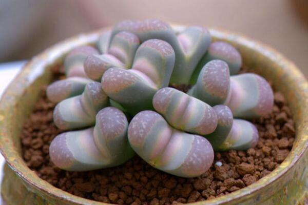 生石花長得很慢，及時補充養分并加強光照