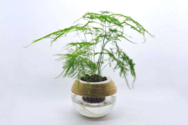 文竹泡水里能長根嗎，文竹水培方法介紹