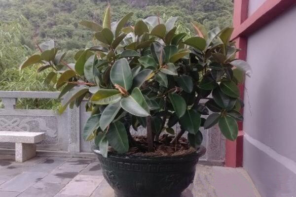 橡皮樹多久澆一次水，不同時期澆水次數不同