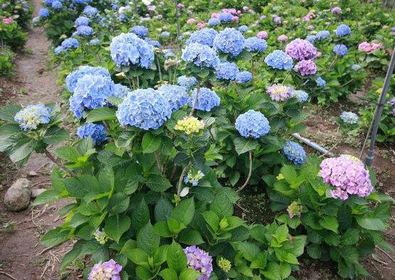 藍(lán)繡球花語是什么，代表著背叛、見異思遷(純凈)