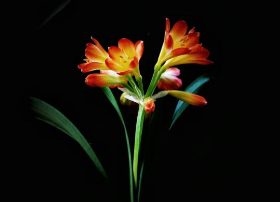 君子蘭的花期養護方法，及時施肥、注意光照溫度/忌積水