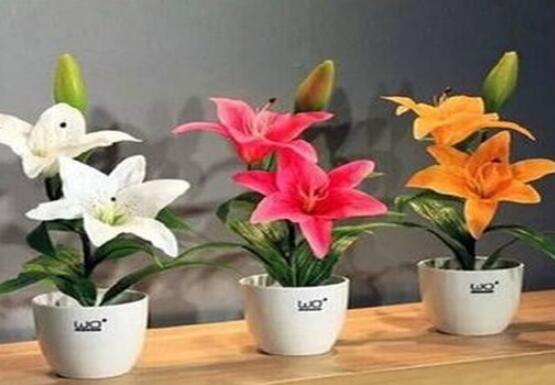 百合花盆栽的養殖方法，老農教你最簡單六種基本養殖方法
