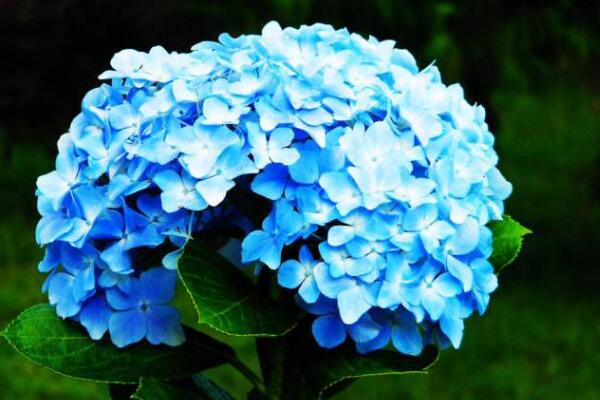 繡球花扦插方法和時間，春秋兩季最適合桿插