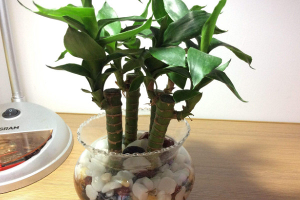 養富貴竹妙招，水培養殖的方法最棒