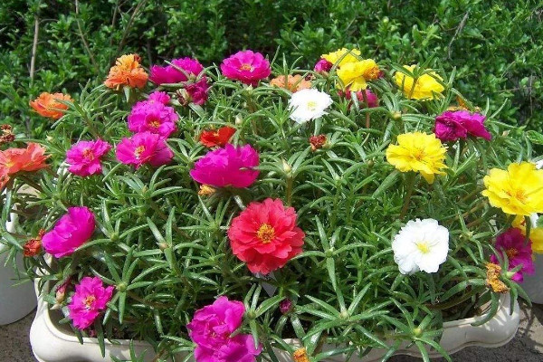 太陽花種子種植方法，種植上盆前先進(jìn)行催芽處理