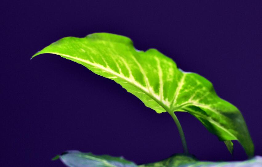 室內養殖綠蘿的作用及好處，裝飾環境又凈化空氣