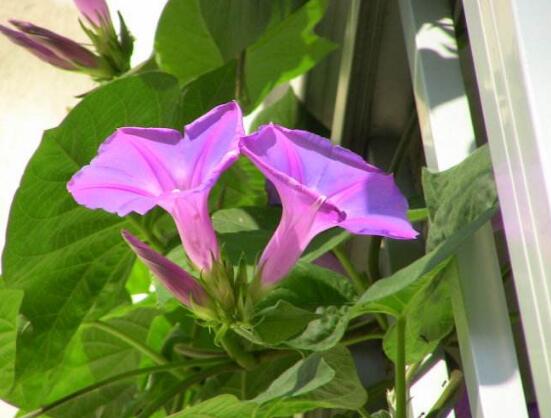 牽牛花葉子發黃怎么辦，牽牛花葉子發黃解決辦法