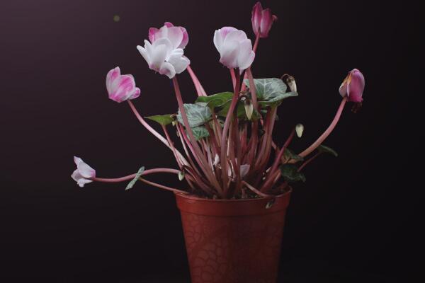 仙客來(lái)開(kāi)花后怎么處理，仙客來(lái)花后養(yǎng)護(hù)方法