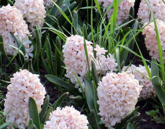 風信子什么時候開花，風信子開花后怎么處理