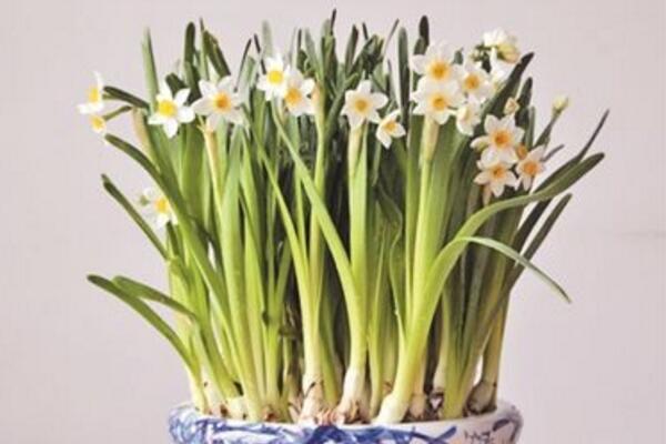 水仙花怎么會養好，養好水仙花只需要5步
