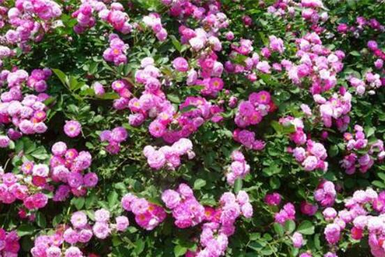 薔薇花怎么牽引爬墻，固定好主枝、延伸修剪后新枝條