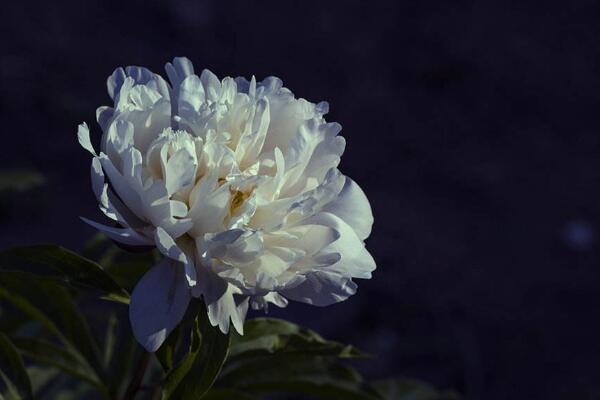 芍藥花的養(yǎng)護，芍藥養(yǎng)護技巧介紹