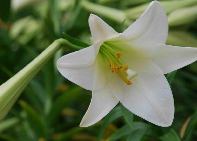 百合花的花語和寓意，不同顏色的寓意和花語都不同