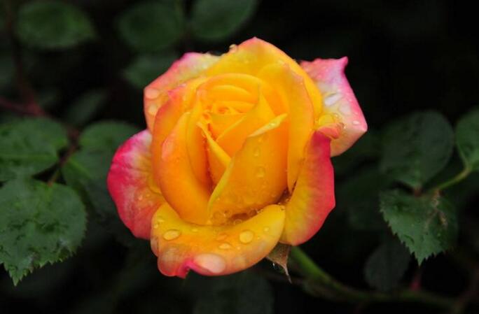 月季什么時候開花，開花時要注意四個要點