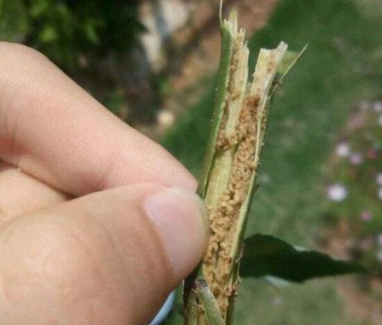 月季花焉了怎么辦，三個(gè)妙招讓它重新恢復(fù)生機(jī)