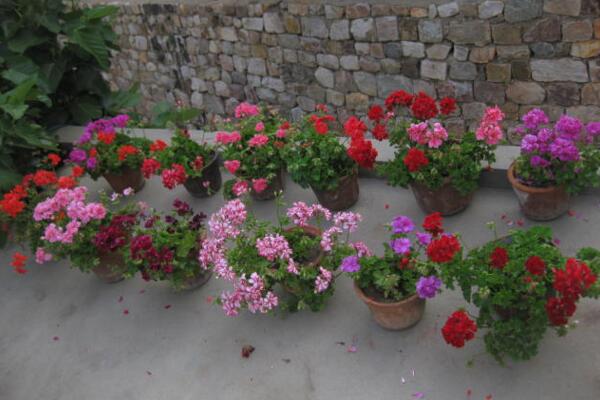 天竺葵不開(kāi)花怎么辦，分析原因及時(shí)處理