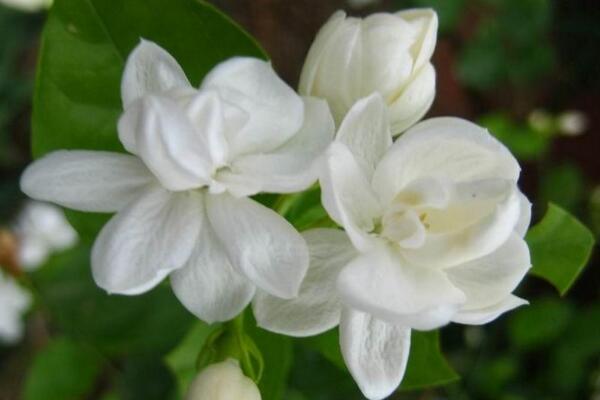 茉莉哪個品種好養(yǎng)，強(qiáng)烈推薦以下5個品種