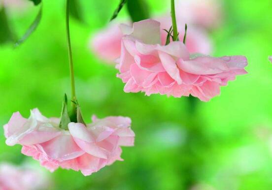 薔薇花什么時候種植，薔薇花幾月種植