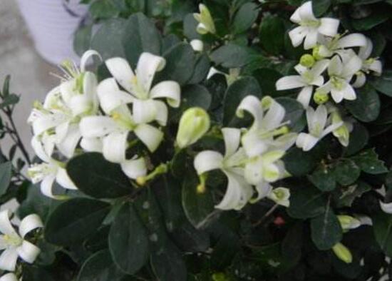 九里香花語是什么，九里香花的寓意象征愛情