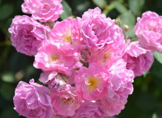 薔薇花怎么牽引爬墻，固定好主枝、延伸修剪后新枝條