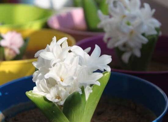 風信子什么時候開花，風信子開花后怎么處理