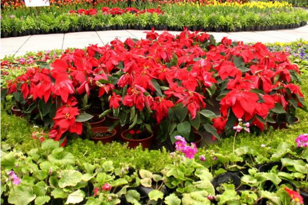 家里養一品紅有啥好處，改善空氣、供觀賞用