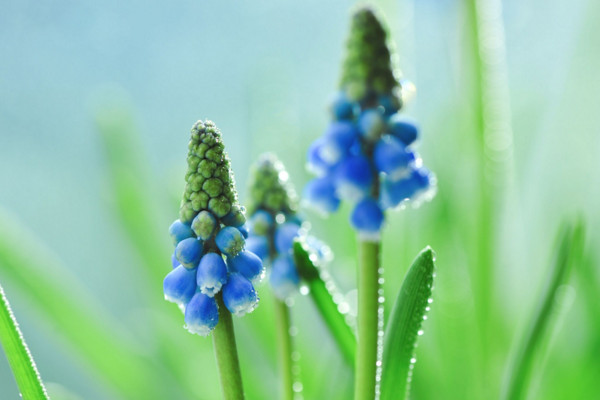 風(fēng)信子花語(yǔ)是什么