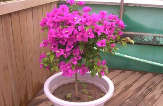 三角梅什么時候開花，三角梅為什么不開花