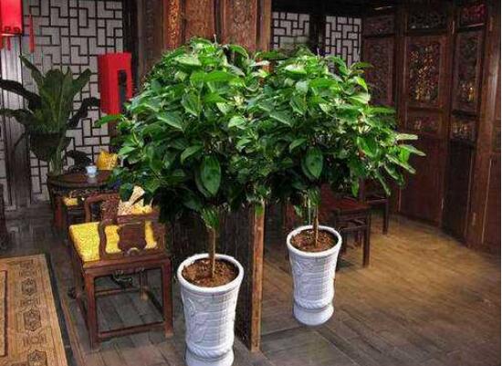 平安樹葉子發黃掉落怎么辦，教你四種解決辦法快速恢復生機