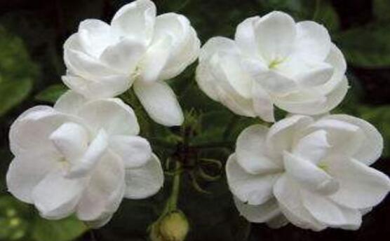 茉莉花怎么澆水，茉莉花澆水方法