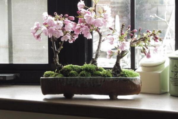 櫻花栽植技術(shù)及方法，栽植之前一定要修剪植株的根部