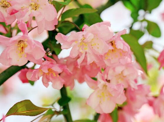海棠花葉子發(fā)黃怎么辦，海棠花葉子發(fā)黃解決辦法