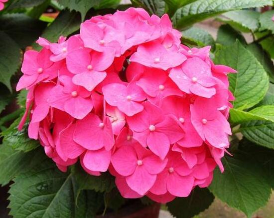 繡球花有哪些品種，繡球花品種圖片大全