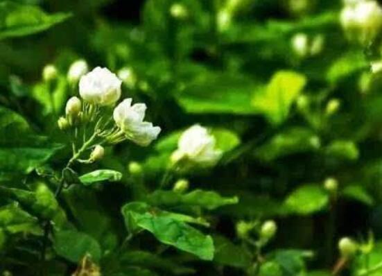 茉莉花什么時(shí)候修剪整枝最好，春秋生長(zhǎng)期、春季前休眠期修剪最好