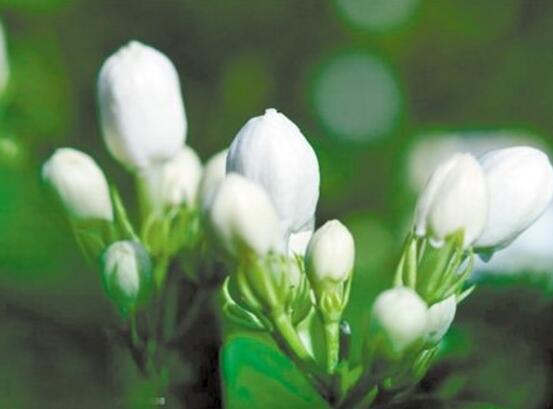 茉莉花爛根了怎么辦，換土換盆洗凈重新種植