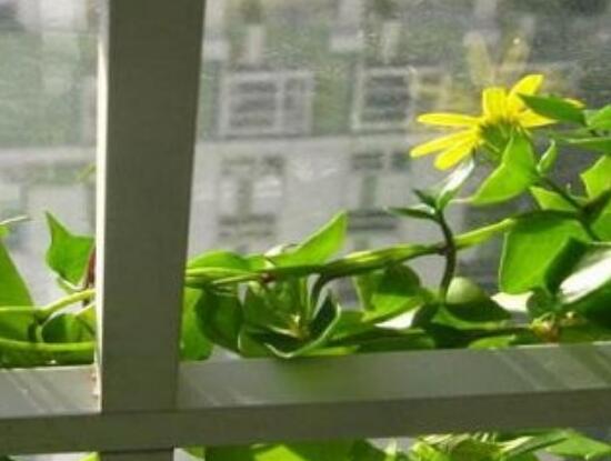 常春藤花期多長時間，常春藤不開花的原因