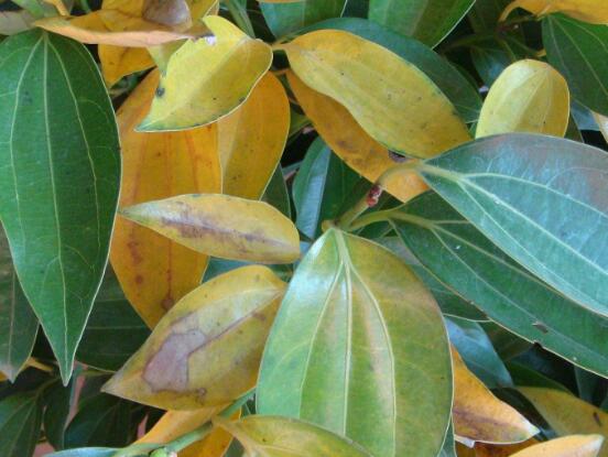 平安樹(shù)發(fā)黃脫落怎么辦，平安樹(shù)養(yǎng)殖方法與技巧