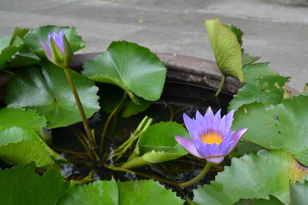 家里為什么不能養(yǎng)荷花，陰氣重且不聚財(cái)