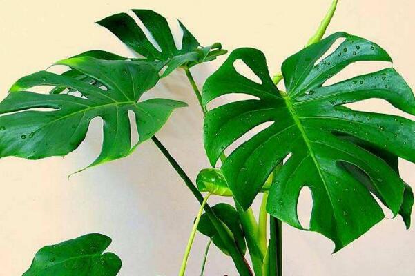 龜背竹的養(yǎng)殖方法，需要掌握的5大要點