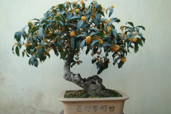 桂花用什么肥料最好最旺，不同的季節選擇不同的肥料