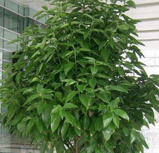 平安樹(shù)發(fā)黃脫落怎么辦，平安樹(shù)養(yǎng)殖方法與技巧