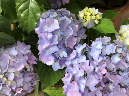 繡球花怎么養，繡球花的養殖方法
