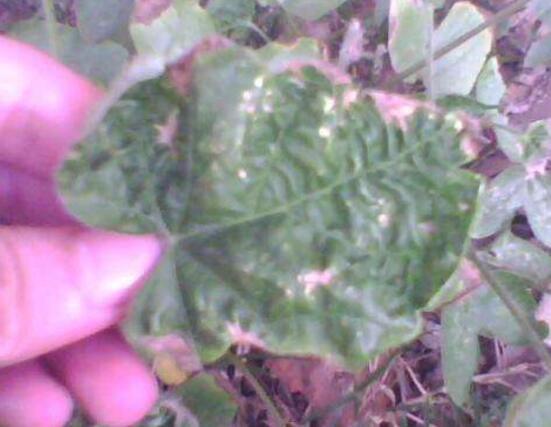 牽牛花葉子發黃怎么辦，牽牛花葉子發黃解決辦法