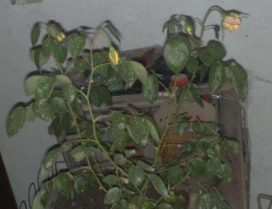 月季花葉子枯萎原因，月季花葉子枯萎了怎么辦