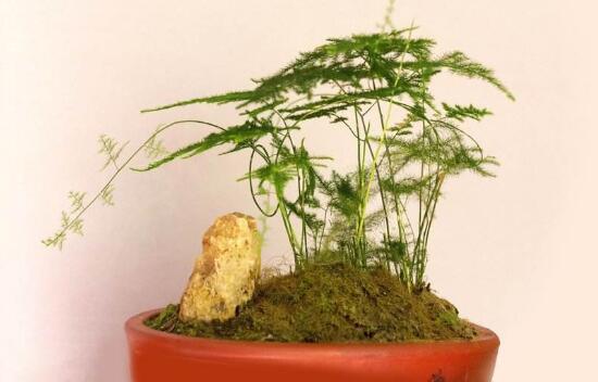 文竹病蟲害有哪些，文竹的病蟲害防治