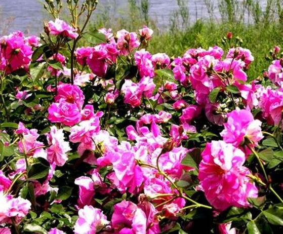 薔薇花圖片大全，細(xì)數(shù)薔薇花八種圖片大全