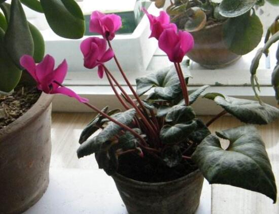 仙客來為什么不開花，仙客來不開花怎么辦